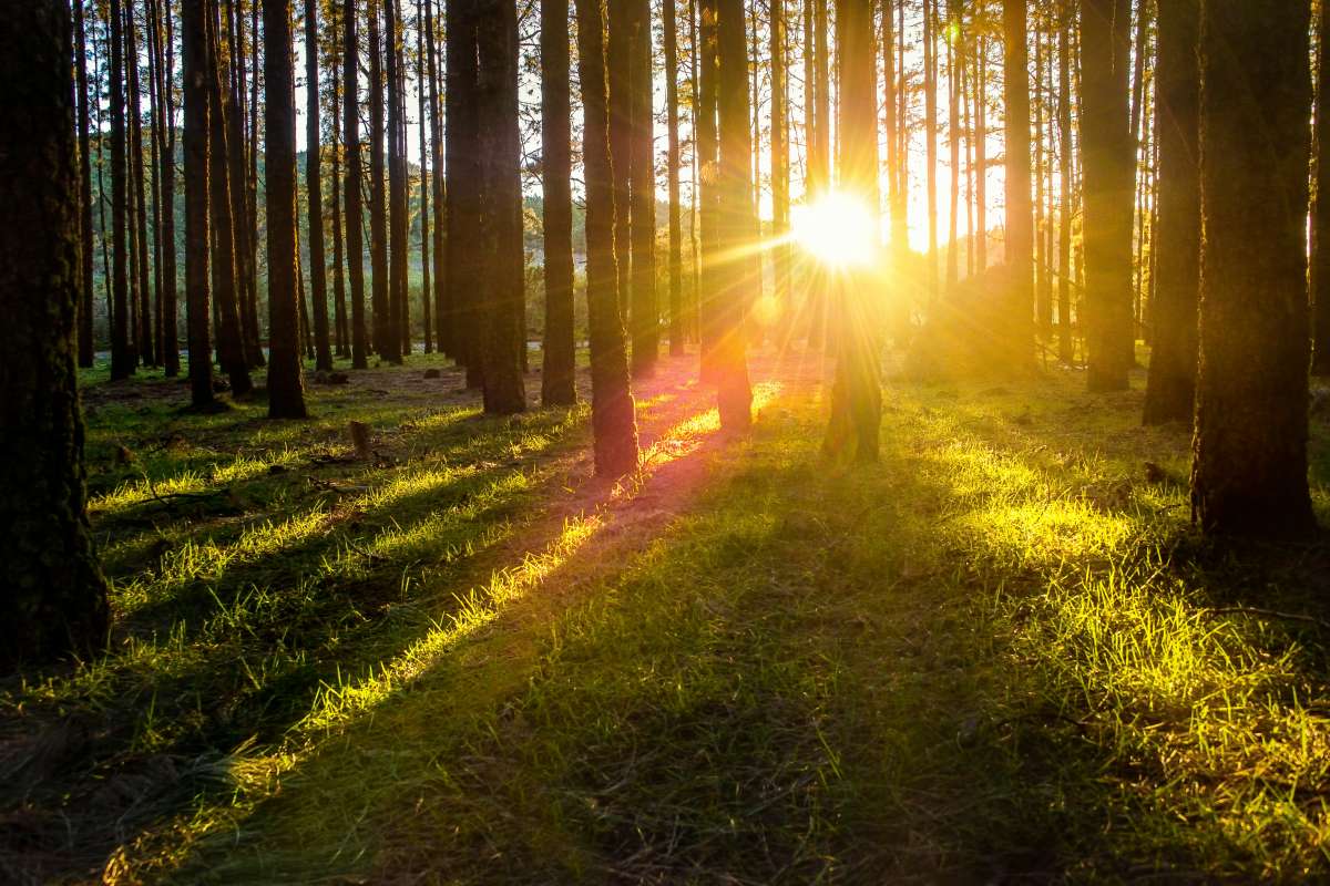 Amending Your Will: Safeguarding Your Legacy